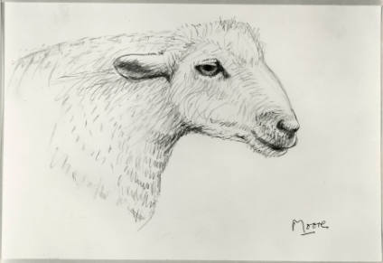 Head of Sheep
