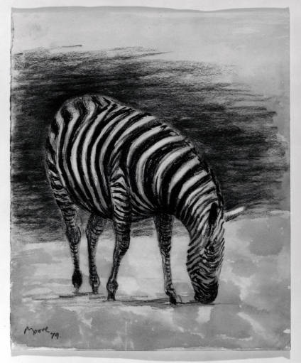 Zebra Grazing