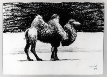 Dromedary