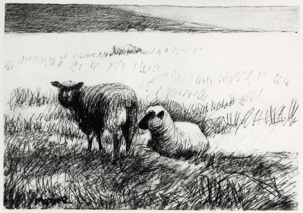 Sheep in Long Grass