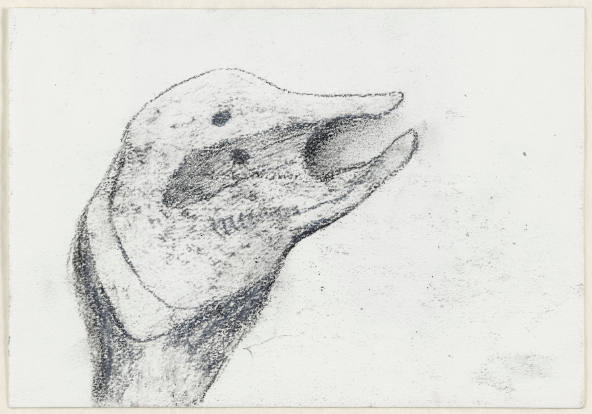 Animal Head