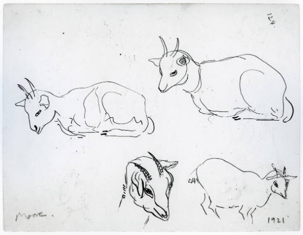 Studies of Goats