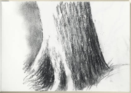 Tree Trunk