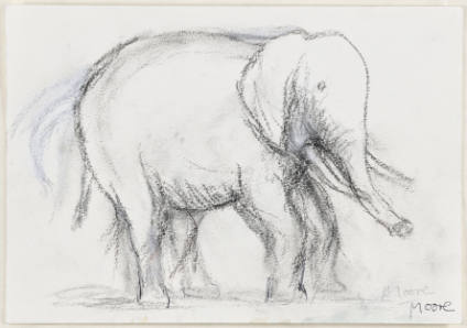 Elephant