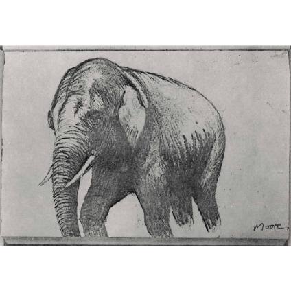 Elephant